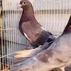 جوز خصم فاخر حمر الدخيل الخرج