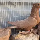 صنعاوي جميل جدا