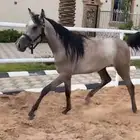 مهر شعبي العمر سنتين وثلاث شهور