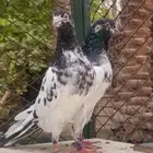 حمام باكستاني تيدي سخي