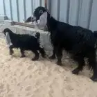 عرضيه يتبعها تيس