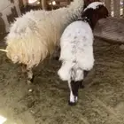 رغوث معها خروف