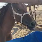للبيع مهر شعبي