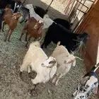 عسير