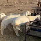 ذبايح طليان مع الذبح والتوصيل