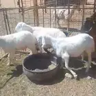 طليان حريات للبيع