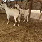 معزاء بيشيات