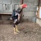 ديك شامو يباني بطل
