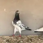 زوجين تبادي