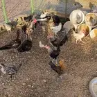 دجاج بلدي و حمام