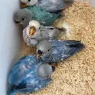 فروخ روز غر