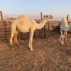 القعود حيسوني