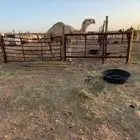 قعود حيسوني