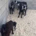 تيوس ذبايح فل