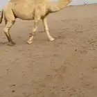 فحل عوني