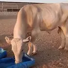 ثيران ألماني