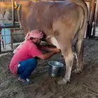 منيحه سويسريه براون بكر توها والد (تجديد)