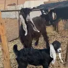 عنز متبع
