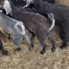 تيوس ذبايح فل