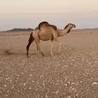 حمرا لقحه قريب ولادها للبيع