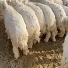 ذبايح طليان مع الذبح والتوصيل
