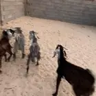 تيوس ذبايح