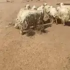 غنم حريات مراح القناي لأيفوتها بريات