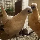 دجاج حباحب دم صافي