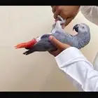 كاسكو جريئ وكابتن كلام اليف جدا مع القريب والغريب