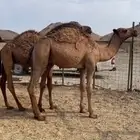 قعدان
