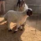 نعيميه متبع كفو جرم وديس فاخر معها بنتها