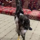 فرخ يباني تووب