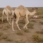 2قعدان طيبات العمر 6شهور تحت امهاتهن