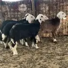 4 ارخال و طلي نجد