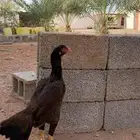 شامو يباني فاخر