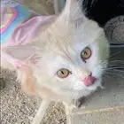 قط شيرازي لتبني