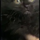 قطط للبيع