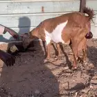 معزا عمانيه متابيع. جروم فاخره.