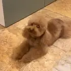 كلب بودل