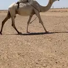 عشرا وضحا