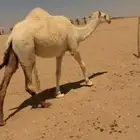 ضروبه رمانيه