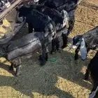 تيوس