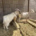 قزميات مضاريع عنزين وتيسين