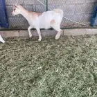 جفره قزميه مضرع و تيس