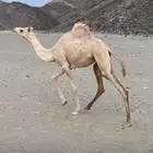 بكره سلاله طيبه