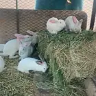 القصيم