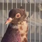 جوزين ابرهة سالم ابو خالد الخرج