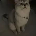 قط ذكر سكوتش ستريت