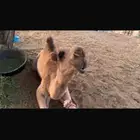 بكره مقنوي كفوو