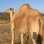 تم البيع